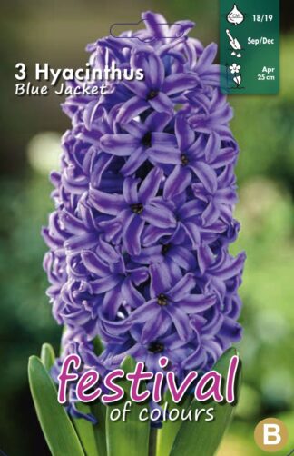 "Festival" Hyacinthus Blue Jacket 18/19 (x10x3) *620426*