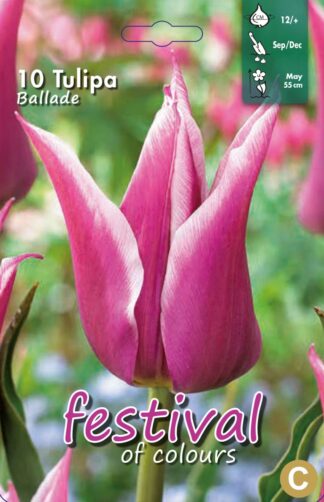 "Festival" Tulipa Ballade, 12/+ (x12x10), *622635*