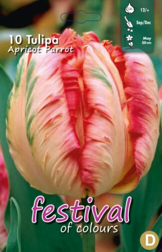 Tulips Apricot Parrot 12/+ (x12x10) *622758*