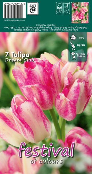 Tulips Dream Club 12/+ (x12x7) *623465*