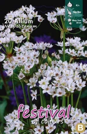 "Festival" Allium Neapolitanum, 4/+ (x12x20) *627289*