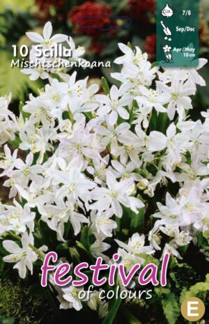 Buy Scilla Mischtschenkoana, 7/8 - Perfect for Your Garden!