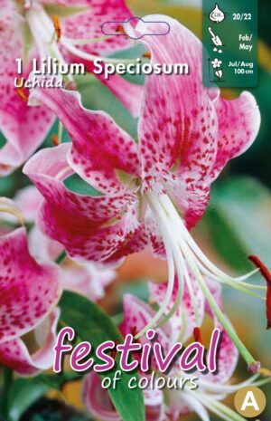 "Festival" Lilium Speciosum Uchida , 20/22 (x14x1) *670896*