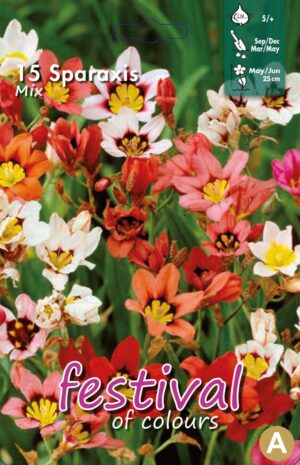 Grow Beautiful Blooms with Sparaxis Maxima Flower Bulbs