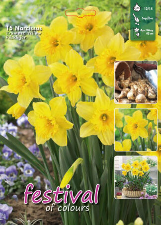 Narcissus/Daffodils